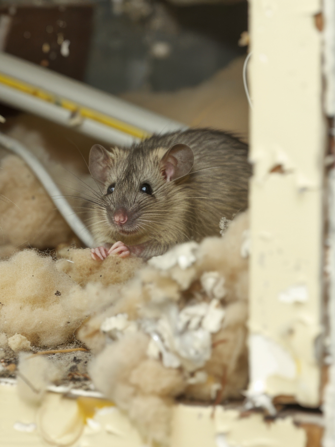 Souris dans les combles